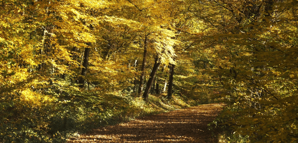 Découvrir la Forêt de Tronçais, classée plus belle chênaie d’Europe